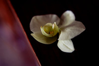 fotógrafo de boda