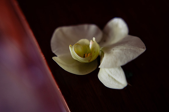 fotógrafo de boda