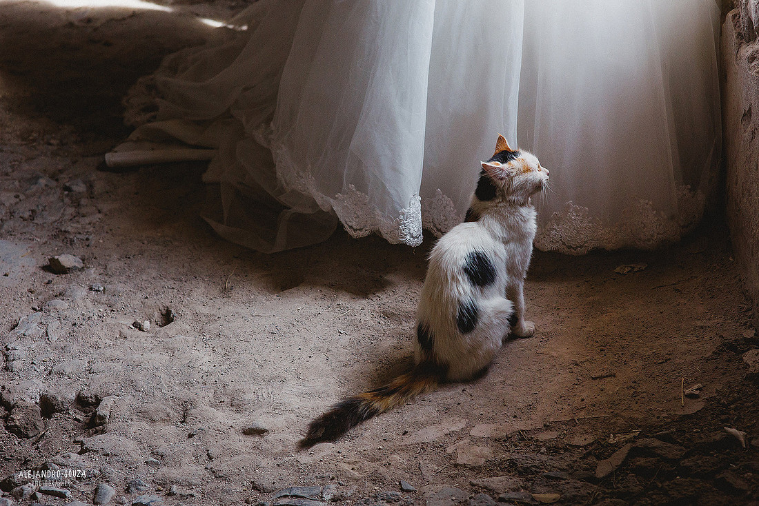 fotógrafo de bodas en guadalajara
