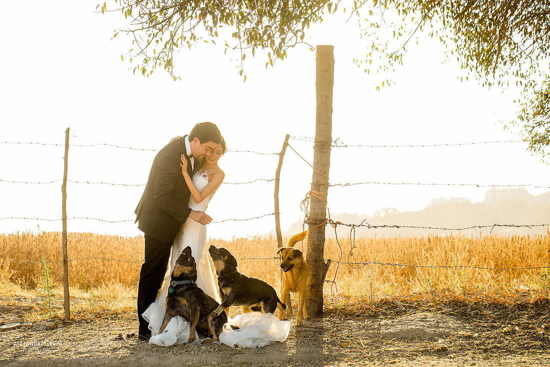 trash the dress