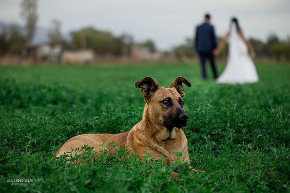 trash the dress