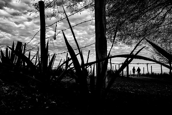 sesión casual agave