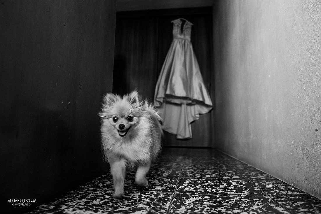 fotógrafo de boda en guadalajara