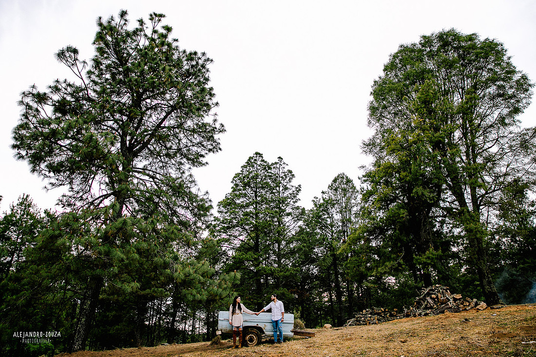 fotos en el bosque