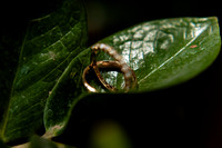 fotógrafo de bodas guadalajara
